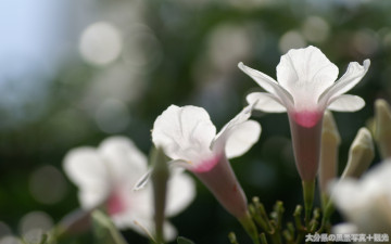 Картинка цветы розовые макро