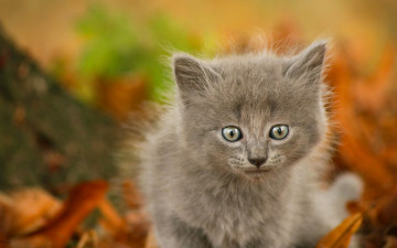 Картинка животные коты боке малыш котёнок