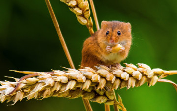 Картинка животные крысы +мыши макро колоски колосья мышка мышь-малютка