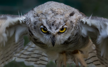 Картинка животные совы птица сова филин виргинский полёт взгляд