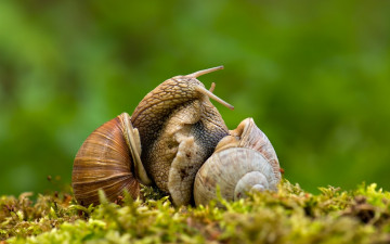 Картинка животные улитки макро любовь
