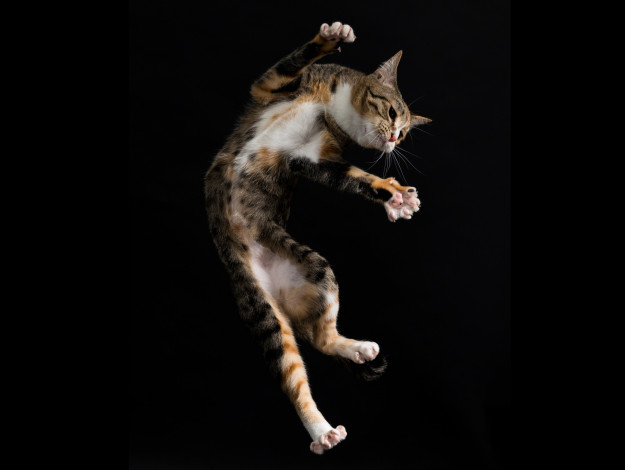 Обои картинки фото животные, коты, прыжок, чёрный, фон, усы, взгляд, коте, киса, кошка