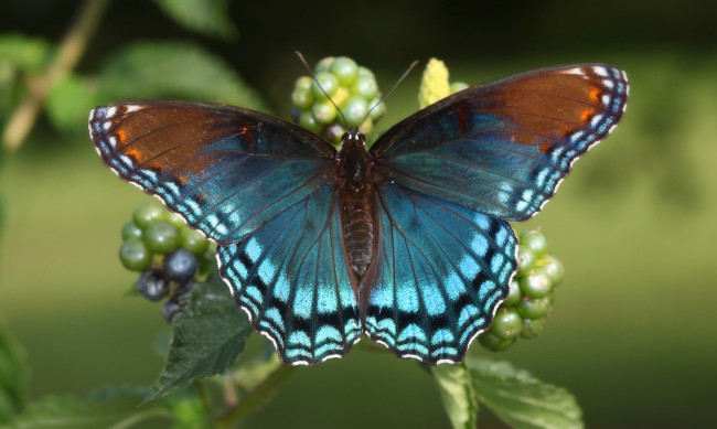 Обои картинки фото животные, бабочки,  мотыльки,  моли, бабочка