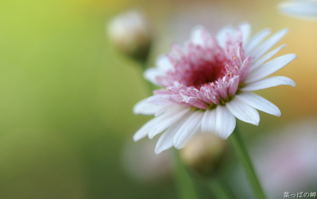 Обои картинки фото цветы, герберы, бутон, розовая, гербера