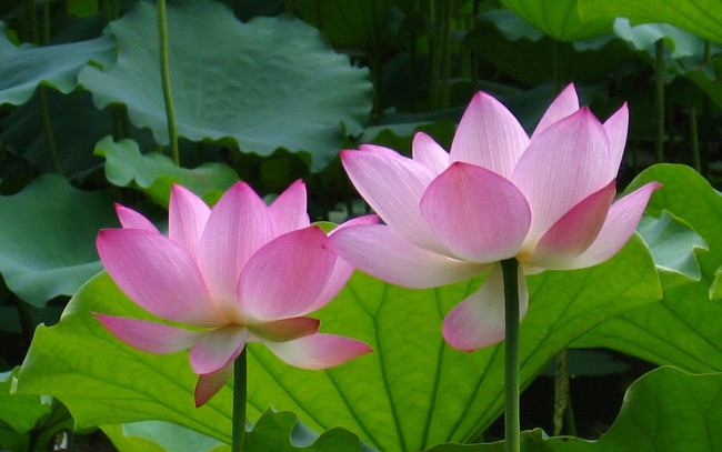 Обои картинки фото цветы, лотосы, фон, логотип