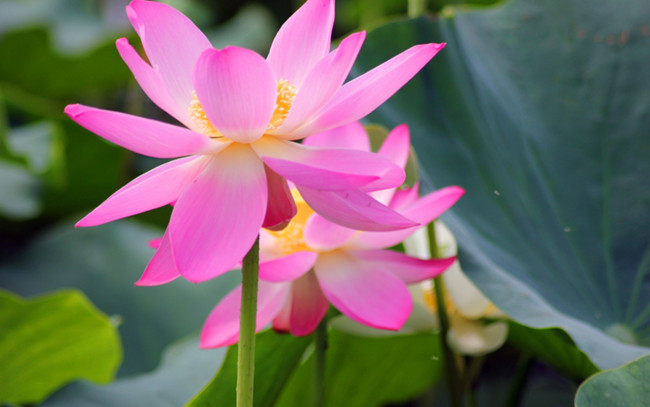 Обои картинки фото цветы, лотосы, лепестки, фон