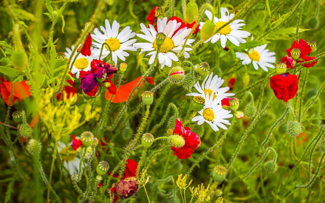 Обои картинки фото цветы, разные вместе, лето, маки, ромашки