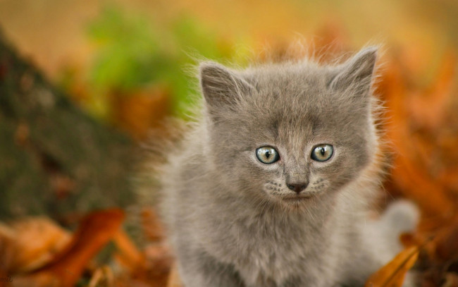 Обои картинки фото животные, коты, боке, малыш, котёнок