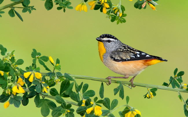 Обои картинки фото животные, птицы, цветы, ветка, перья, кроха, птичка