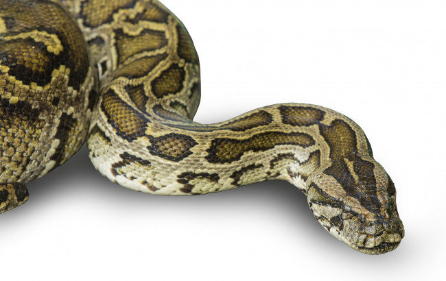Обои картинки фото boa, животные, змеи,  питоны,  кобры, питон