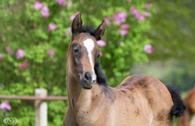 Обои картинки фото автор,  oliverseitz, животные, лошади, жеребёнок, детёныш, малыш, лето, мордаха