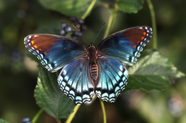 Обои картинки фото животные, бабочки,  мотыльки,  моли, бабочка