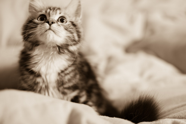 Обои картинки фото животные, коты, фон, киса, коте, кот, кошка, котёнок, взгляд