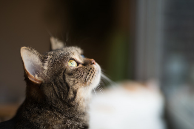 Обои картинки фото животные, коты, фон, киса, коте, кот, кошка, котёнок, взгляд