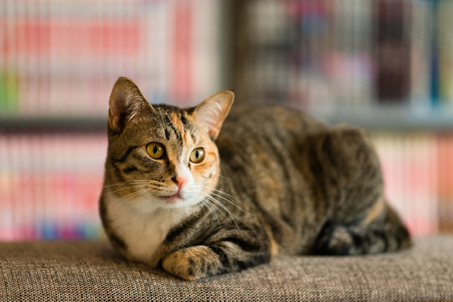 Обои картинки фото животные, коты, фон, киса, коте, кот, кошка, взгляд