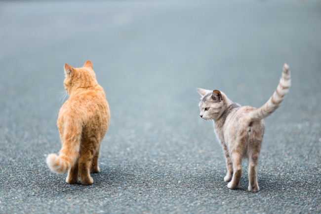 Обои картинки фото животные, коты, пара