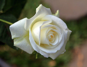 Картинка цветы розы роза