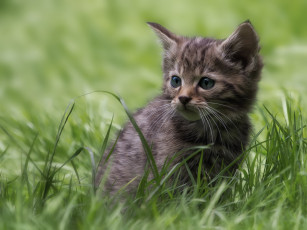 Картинка животные коты котёнок