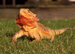 Картинка животные Ящерицы +игуаны +вараны ящерка