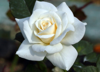 Картинка цветы розы роза