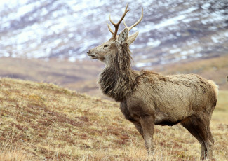 Картинка животные олени олень рога