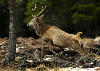 Картинка животные олени олень рога