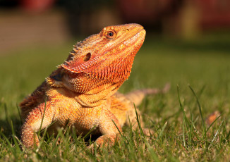 Картинка животные Ящерицы +игуаны +вараны ящерка