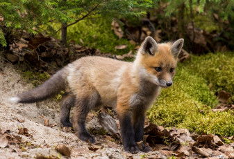 Картинка животные лисы лисенок