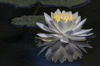 Картинка цветы лилии+водяные +нимфеи +кувшинки отражение цветок