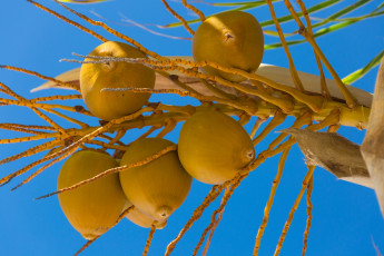 Картинка природа плоды плод