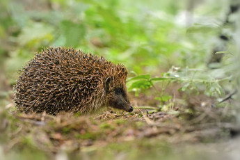 Картинка животные ежи ежик