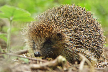 Картинка животные ежи ежик