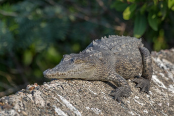 Картинка животные крокодилы крокодил
