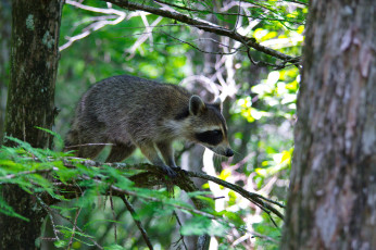 Картинка животные еноты енот