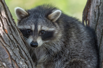 Картинка животные еноты енот