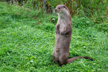 обоя животные, выдры,  каланы,  ондатры, выдра