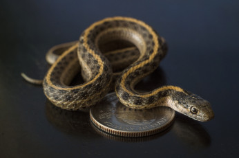 Картинка животные змеи +питоны +кобры змея
