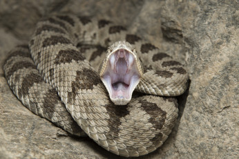 Картинка животные змеи +питоны +кобры змея