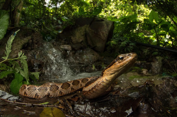 Картинка животные змеи +питоны +кобры змея