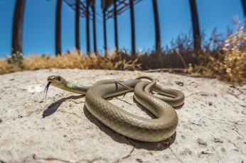 Картинка животные змеи +питоны +кобры змея