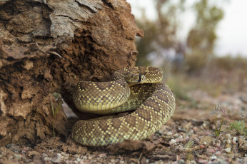 Картинка животные змеи +питоны +кобры змея