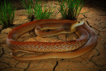 Картинка животные змеи +питоны +кобры змея