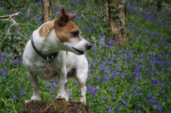 Картинка животные собаки песик