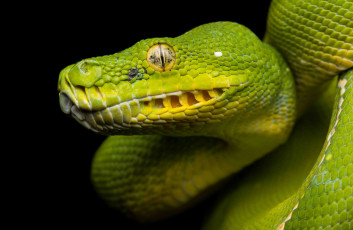 Картинка животные змеи +питоны +кобры змея