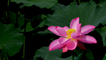 Картинка цветы лотосы фон лепестки