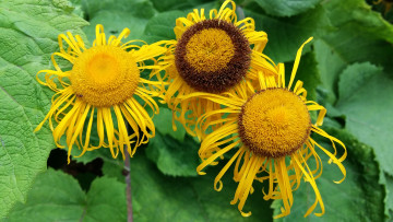 Картинка цветы маргаритки лепестки фон