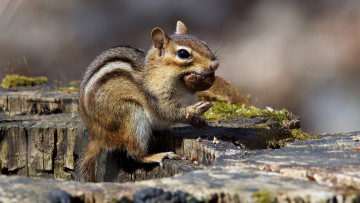 Картинка животные бурундуки бурундучок