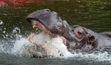 Картинка животные бегемоты бегемот