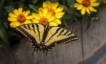 Картинка животные бабочки +мотыльки +моли бабочка