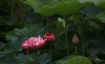 Картинка цветы лотосы лепестки фон